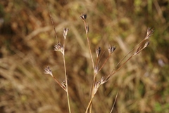 Juncus ranarius
