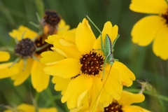 Neobarrettia spinosa