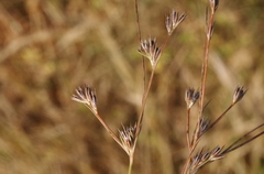 Juncus ranarius