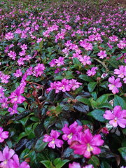 Impatiens attopeuensis