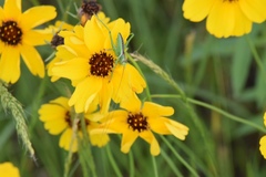 Neobarrettia spinosa