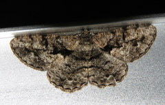 Hypomecis externaria