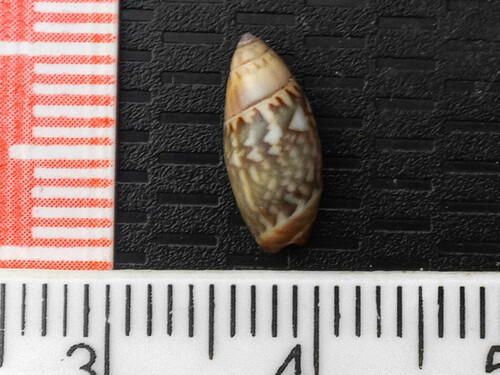 Olivella tergina, 2024-04-22