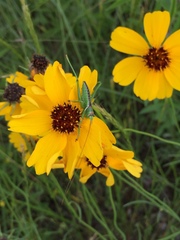 Neobarrettia spinosa