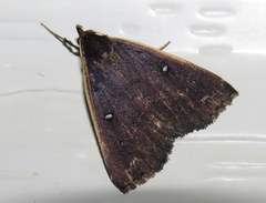 Adrapsa ablualis