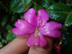 Impatiens attopeuensis