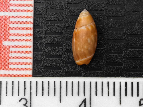 Olivella tergina, 2024-04-22