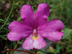 Impatiens attopeuensis