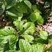 Rubus steudneri - Photo (c) mmuchai, algunos derechos reservados (CC BY-NC), subido por mmuchai