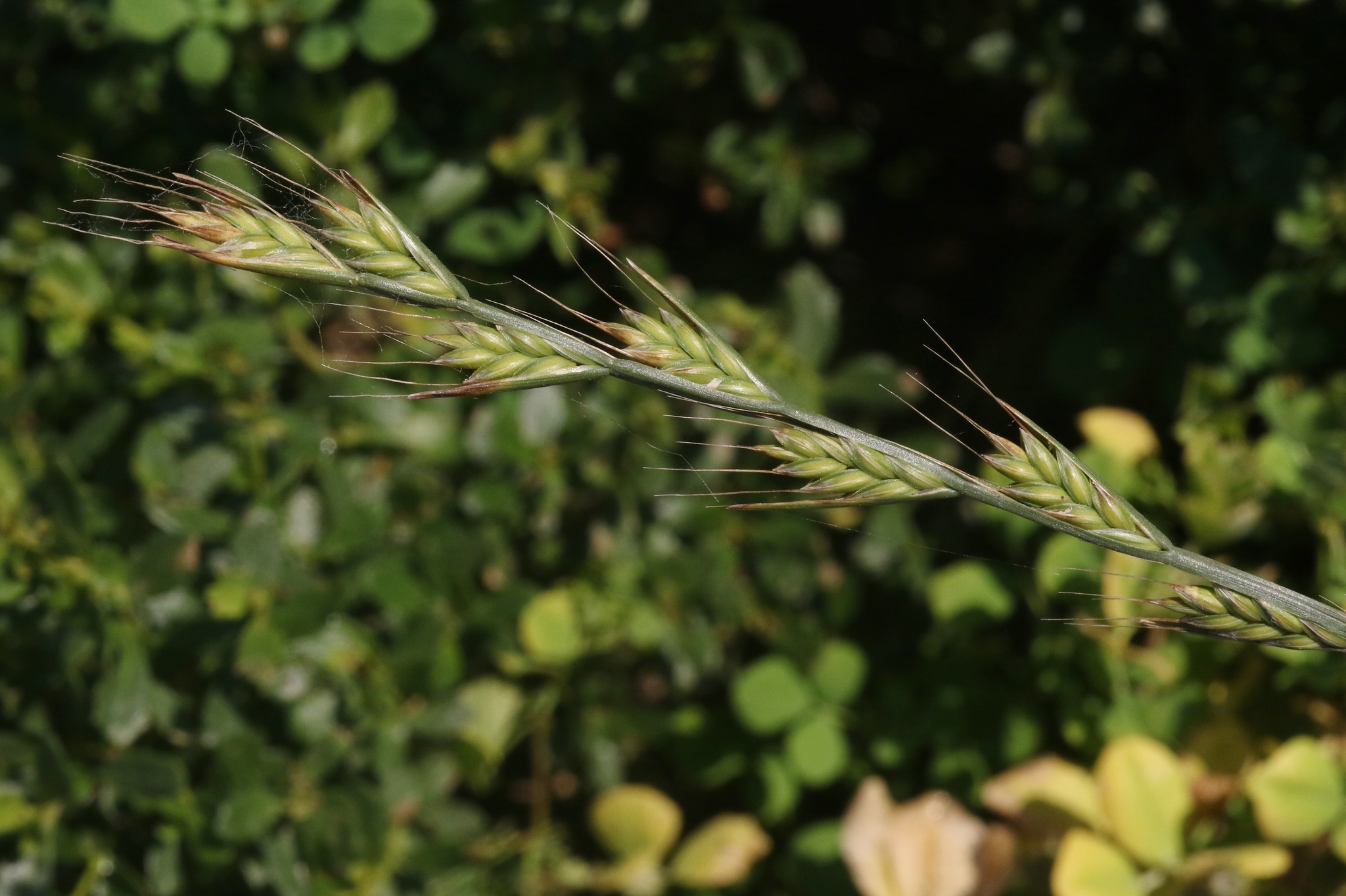 (c) James Bailey, certains droits réservés (CC BY-NC) https://www.inaturalist.org/observations/25271567
