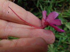 Impatiens attopeuensis