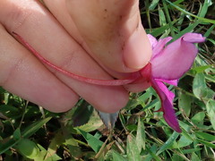 Impatiens attopeuensis