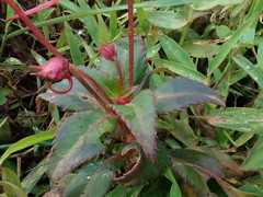 Impatiens attopeuensis
