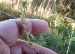 Anthoxanthum aristatum