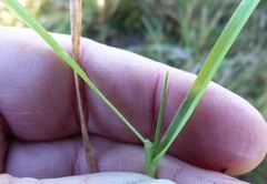 Anthoxanthum aristatum