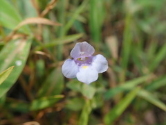 Torenia anagallis