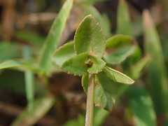 Torenia anagallis