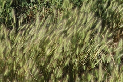 Hordeum marinum
