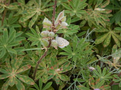 Plebejus samuelis