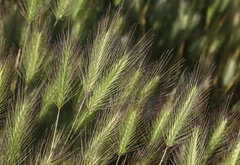Hordeum marinum