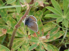 Plebejus samuelis