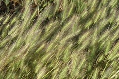 Hordeum marinum