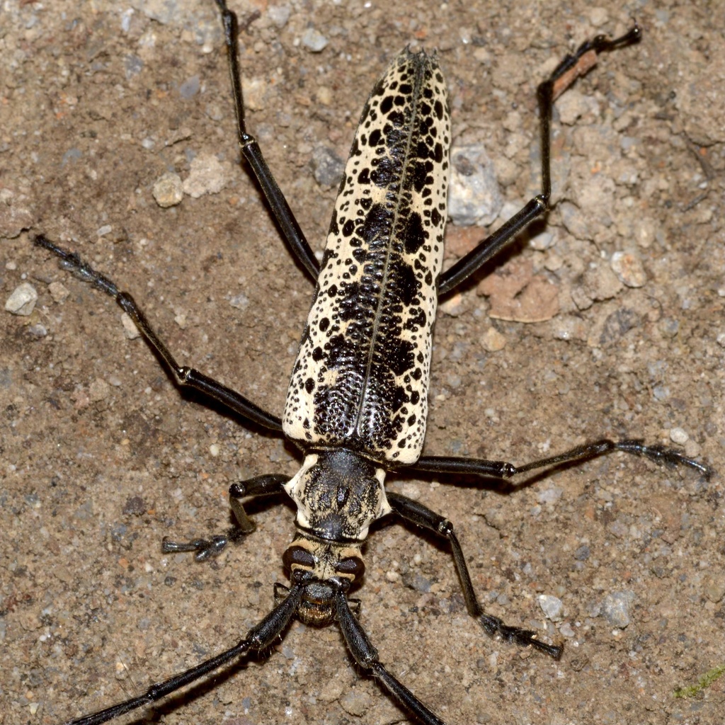 Disteniazteca pilati