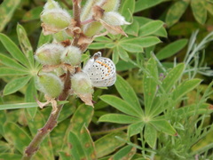 Plebejus samuelis