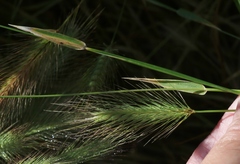 Hordeum marinum