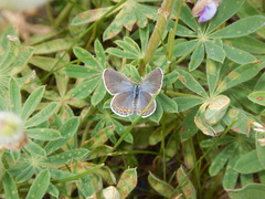 Plebejus samuelis
