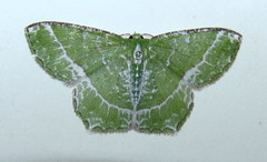 Eucyclodes insperata