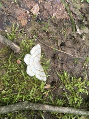 Trigrammia quadrinotaria