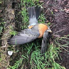Turdus migratorius