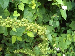 Rumex altissimus