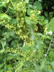 Rumex altissimus