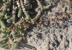 Lastarriaea coriacea