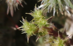 Lastarriaea coriacea