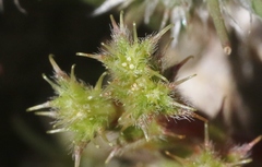 Lastarriaea coriacea