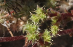 Lastarriaea coriacea