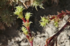 Lastarriaea coriacea