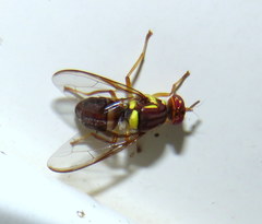 Bactrocera tryoni