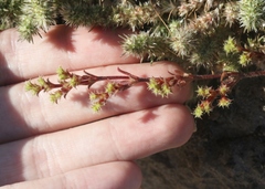 Lastarriaea coriacea