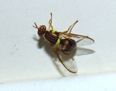 Bactrocera tryoni