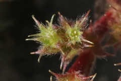 Lastarriaea coriacea