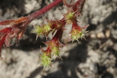 Lastarriaea coriacea