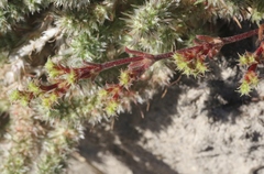 Lastarriaea coriacea