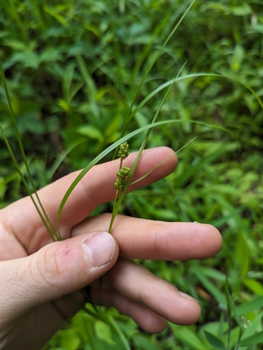 Image of Carolina Sedge (Carex caroliniana) by (c) Chris Poling, some rights reserved (CC BY)