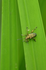 Donacia bicolora