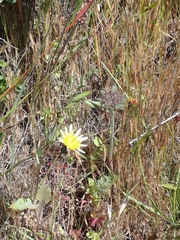 Microseris douglasii