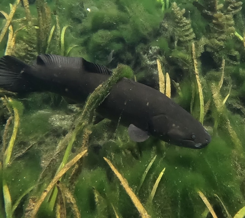 Photo of a Ruddy Bowfin